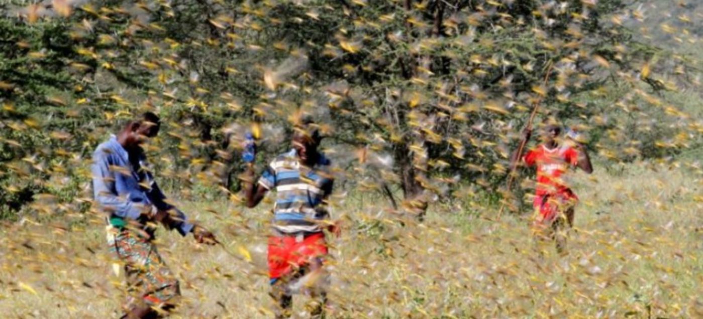 70年不遇的大蝗灾会进入中国吗？