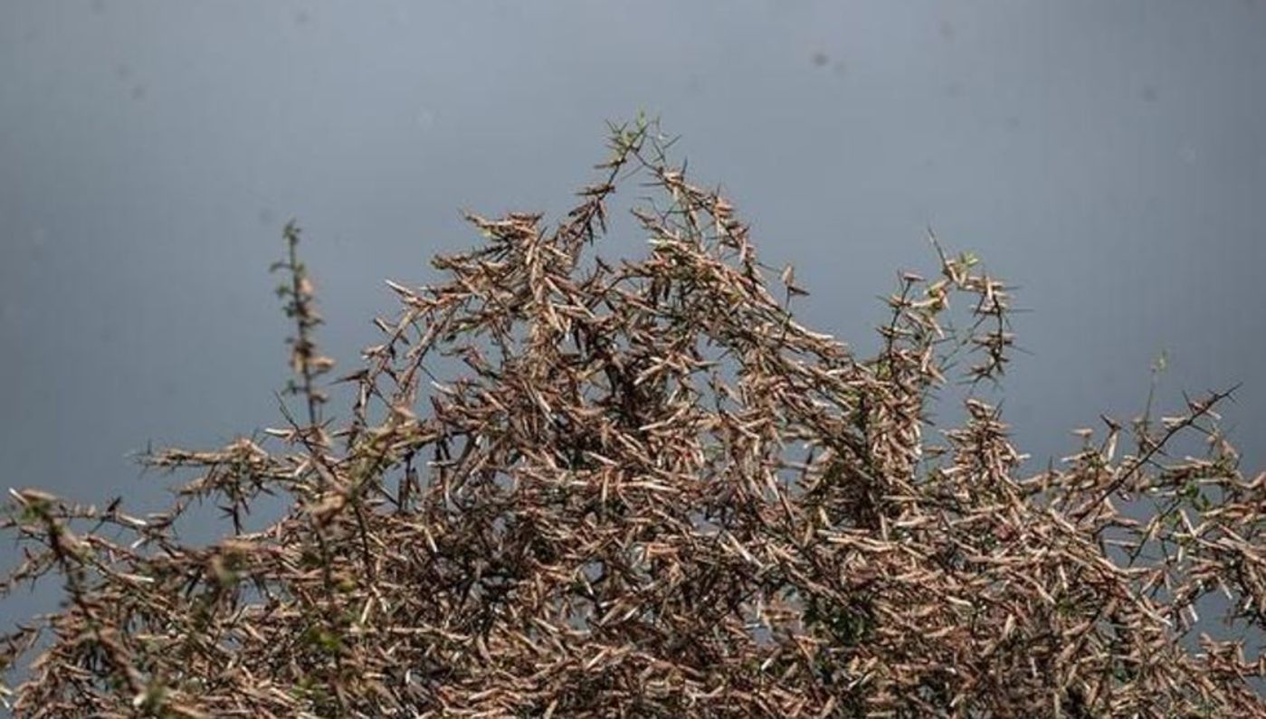 70年不遇的大蝗灾会进入中国吗？