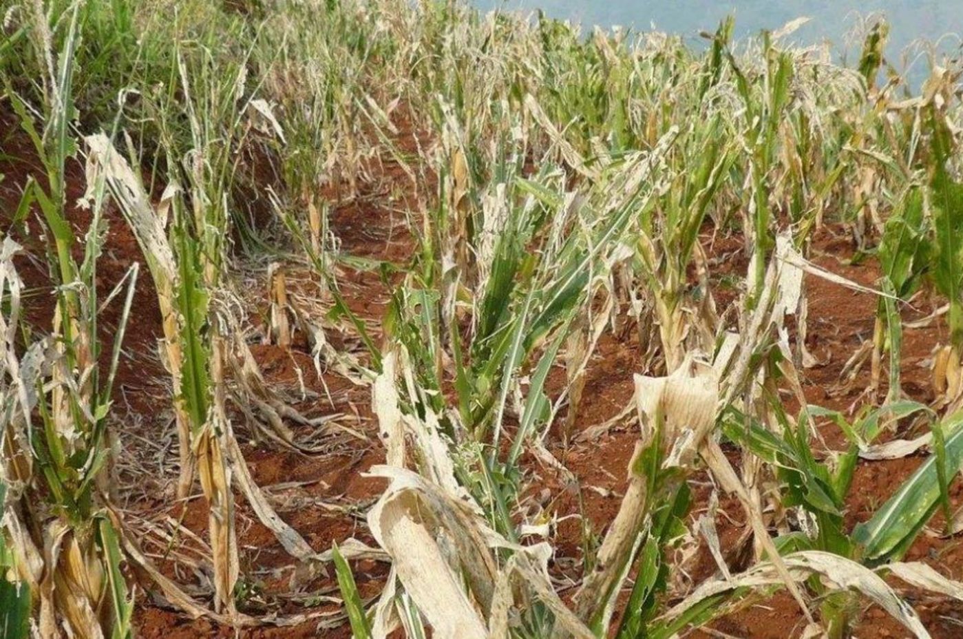 70年不遇的大蝗灾会进入中国吗？