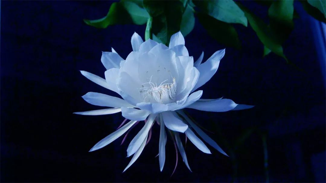 指什么骂什么成语植物_成语故事图片
