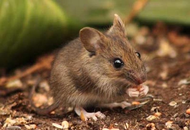 鼠是哪一类动物 9290-iprtayz4045045.jpg