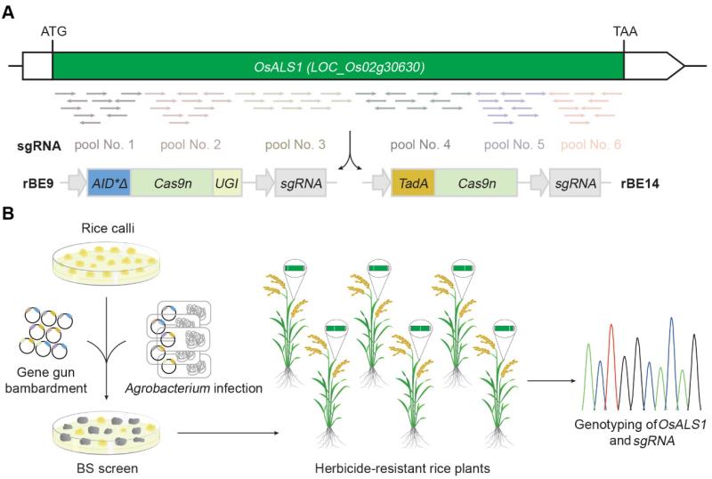 我国科学家开发出“抗除草剂水稻”