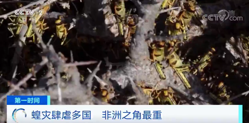 蝗灾影响人口_非洲蝗灾图片(2)