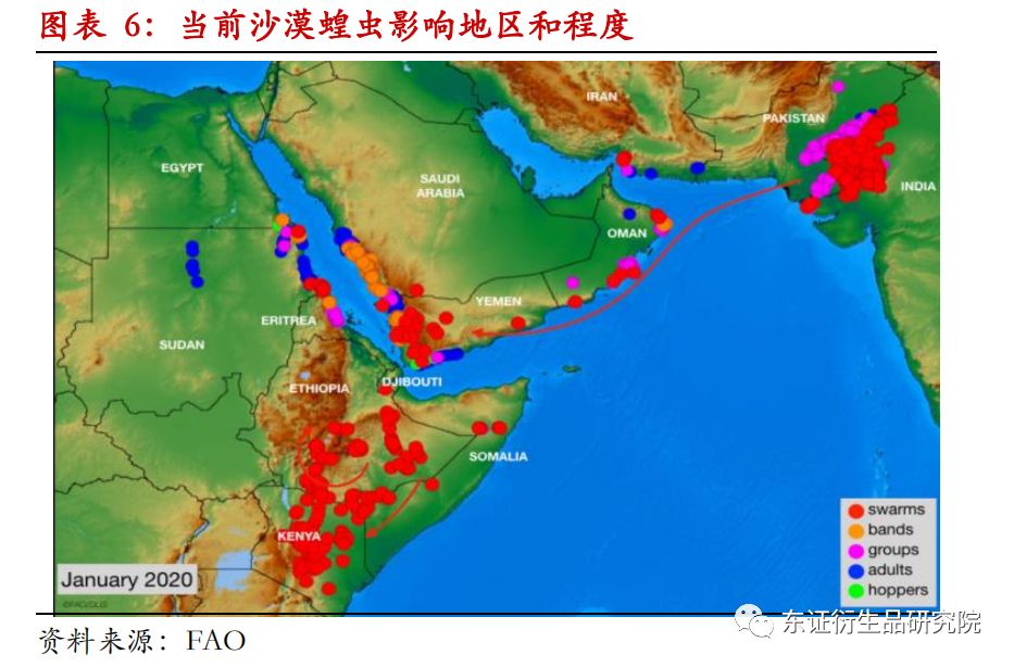 蝗灾影响人口_非洲蝗灾图片(2)