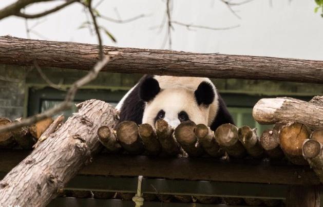 武汉动物园断粮告急