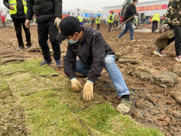 正在铺设草皮的工人师傅 