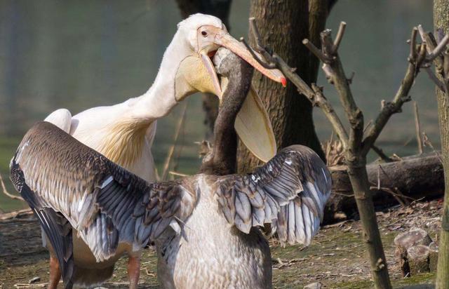 武汉动物园断粮告急