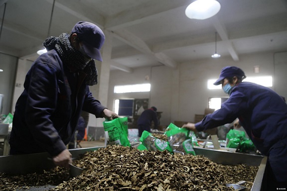 在金芙蓉中药饮片有限公司,工人正在对中药饮片进行包装严把关,铸牢