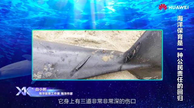 DIGIX TALK白小刺:海洋保育是一种公民责任的回归