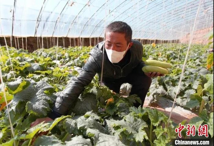 菜农在大棚内采摘瓜。 秦超 摄