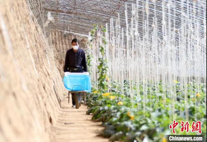 菜农正在大棚内忙碌。 秦超 摄