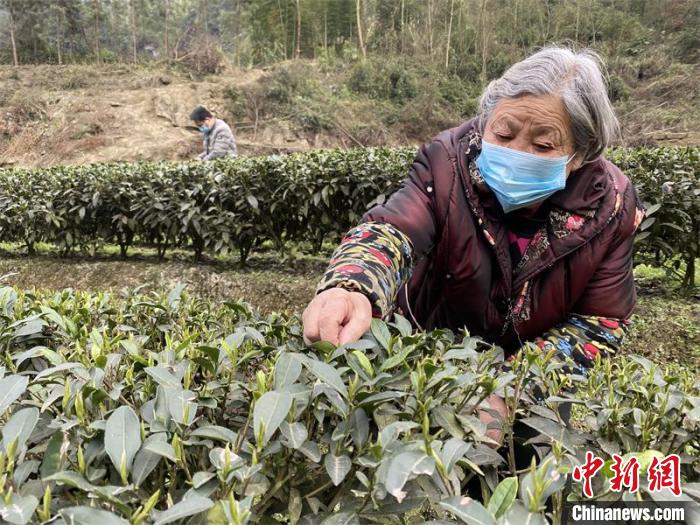 疫情中的春茶：四川威远抓紧抢采明前茶