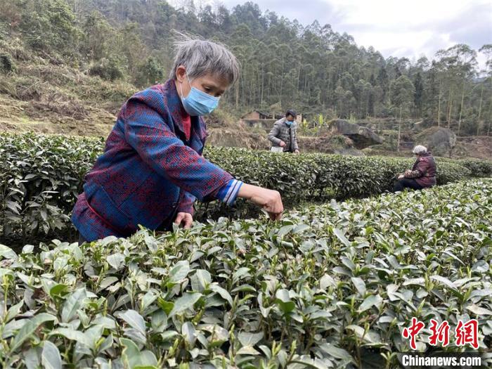 疫情中的春茶：四川威远抓紧抢采明前茶