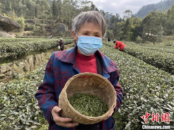 疫情中的春茶：四川威远抓紧抢采明前茶