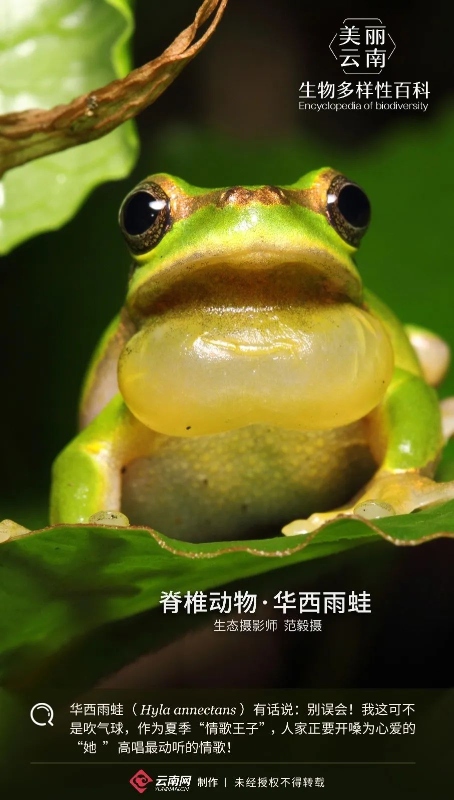 【生物多样性百科】脊椎动物·华西雨蛙:情歌王子就是本尊