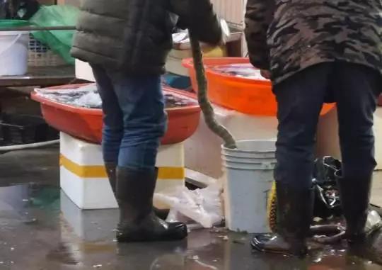 法律人员现场发明的王锦蛇