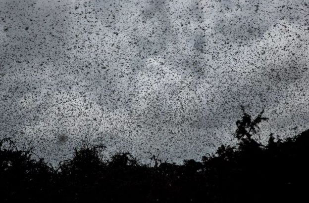武汉突降暴雪,国外病毒肆虐……有一个真相,终于藏不住了