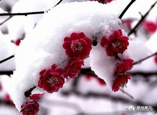 林逋也曾有过入仕之心,为什么后来成为一隐到底的隐者和诗人?