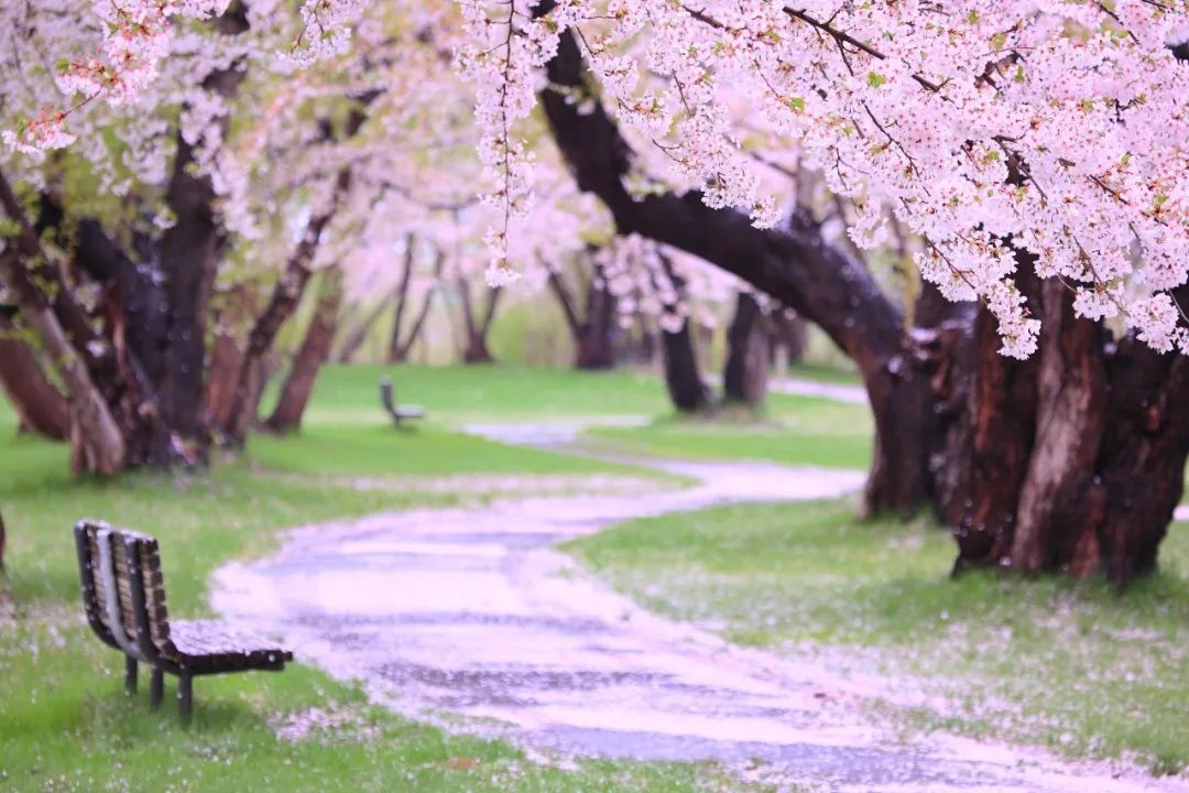 生命,是一树花开