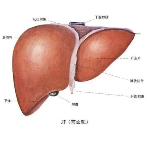 一年之季在于春 养肝护阳正当时