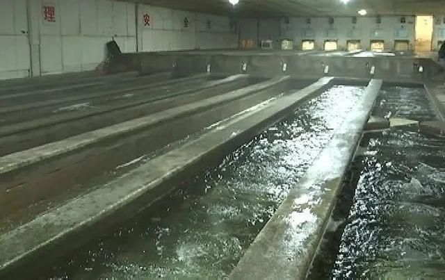 日运8000斤淡水鱼到湖北,50小时后还很鲜活