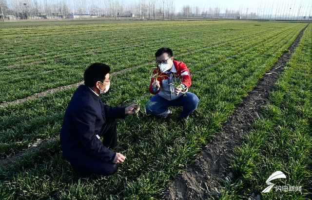 “保姆”上线、钉钉打卡、盟友加持……走进山东庚子春耕图背后