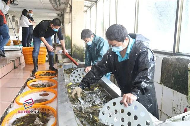 日运8000斤淡水鱼到湖北,50小时后还很鲜活
