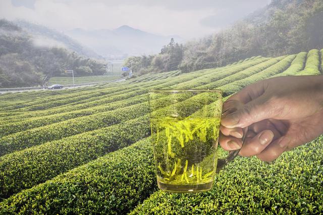 喝茶可抑制冠状病毒?浙江疾控:非鼓励抢购茶叶