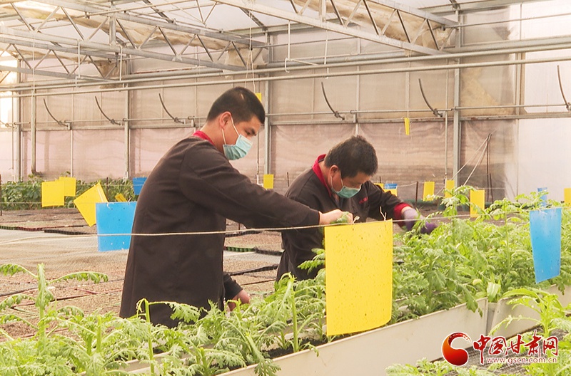 甘肃临泽:订单农业稳增收 农户致富信心足(图)