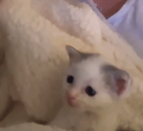 而就在铲屎官担忧自己照顾不好这么小的猫时,家里12岁的拉布拉多只看