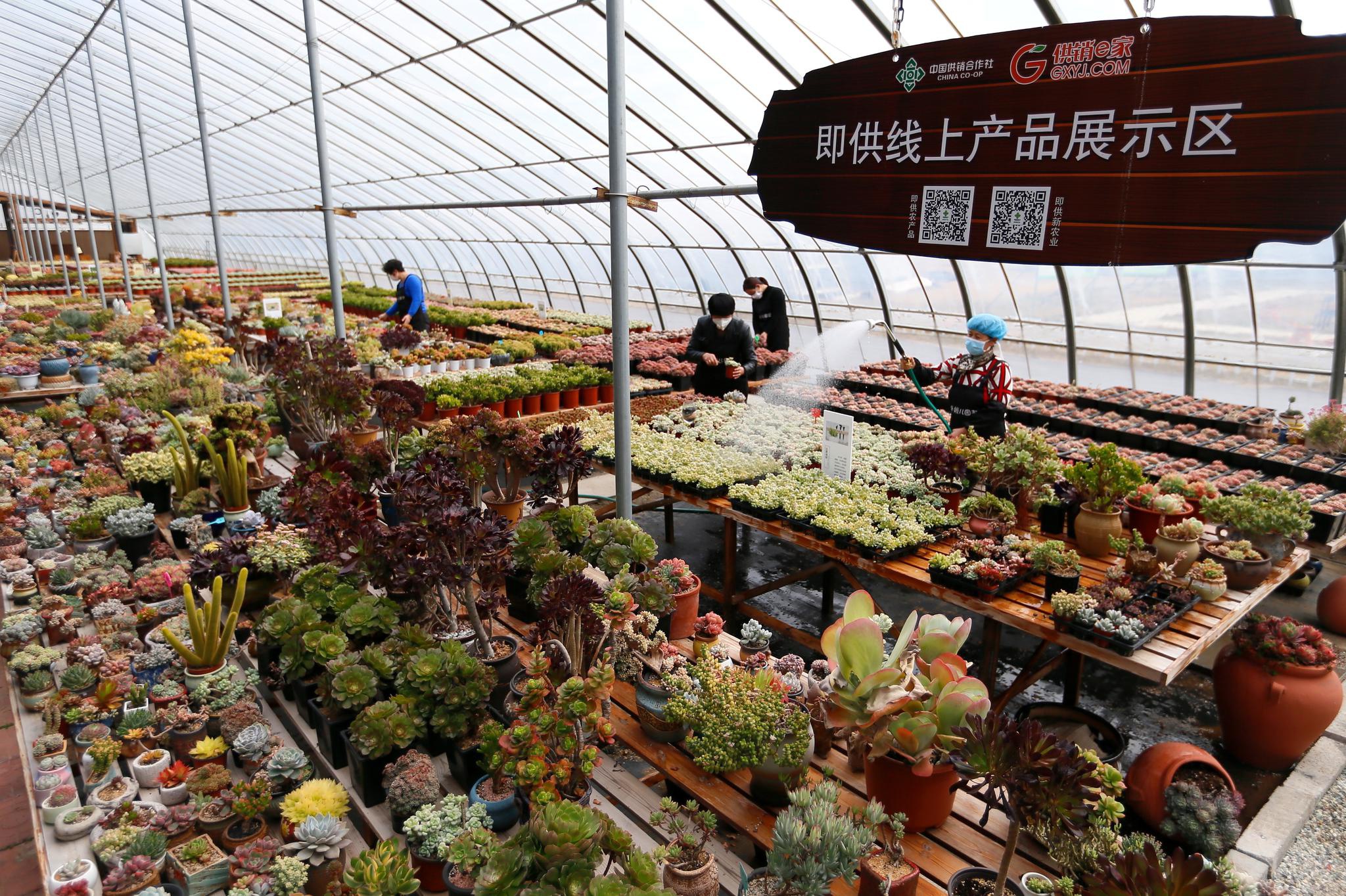 花农在大棚内管护多肉植物