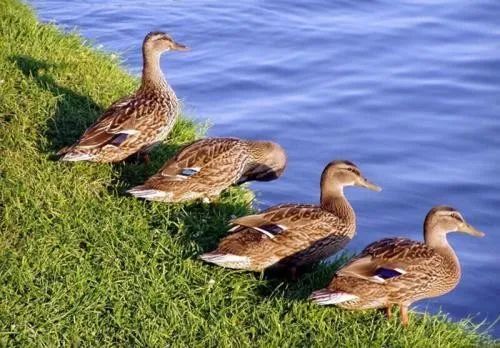 很遗憾：这次灭蝗，“鸭子部队”恐怕帮不上忙