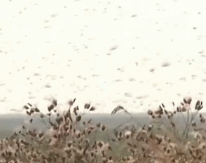 很遗憾：这次灭蝗，“鸭子部队”恐怕帮不上忙