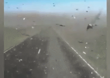 很遗憾：这次灭蝗，“鸭子部队”恐怕帮不上忙