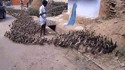 很遗憾：这次灭蝗，“鸭子部队”恐怕帮不上忙