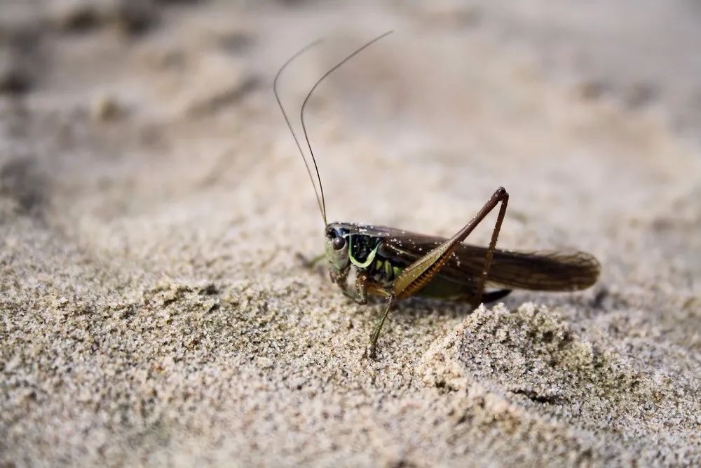 很遗憾：这次灭蝗，“鸭子部队”恐怕帮不上忙