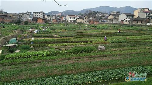 金溪秀谷镇:田间耕种忙起来(图)