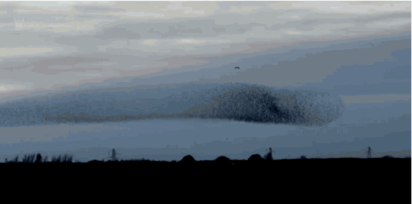 很遗憾：这次灭蝗，“鸭子部队”恐怕帮不上忙