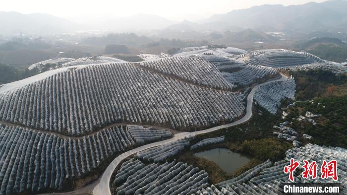 广西耕地保护责任全面落实,连续20年实现耕地占补平衡。偃师快3直播图为荔浦市通过土地整治和流转经营建设的万亩橘海一角。 陈帆 摄