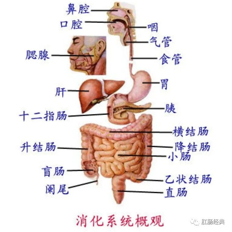 食道|结肠_新浪新闻
