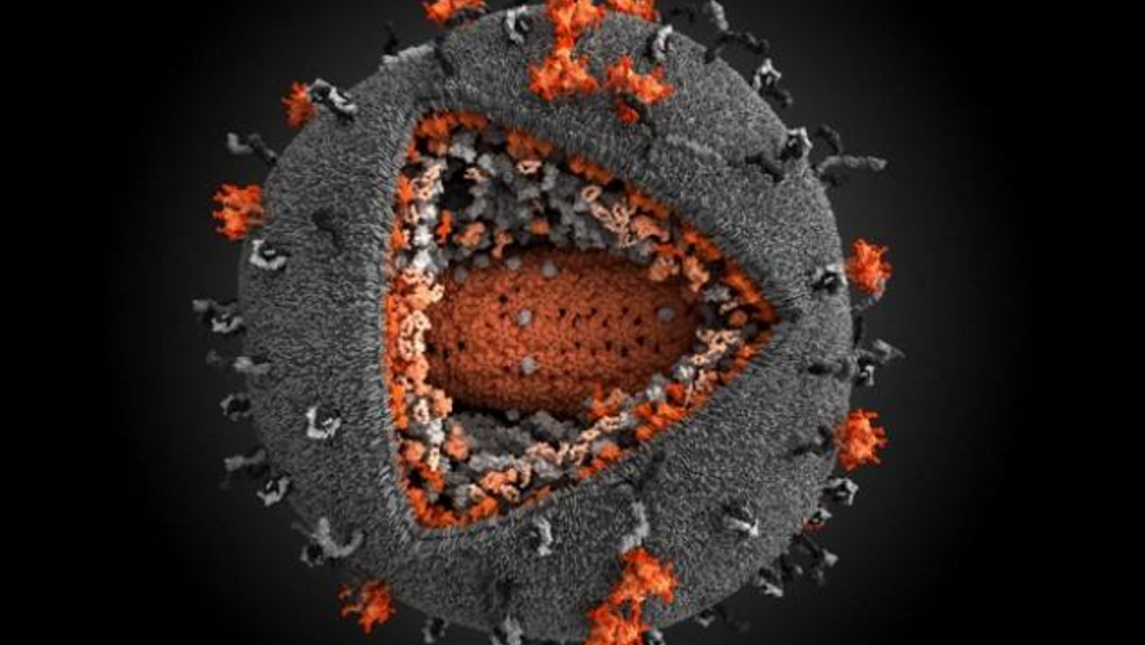 宿主与病毒的战争 到底存在怎样的传播和防疫机
