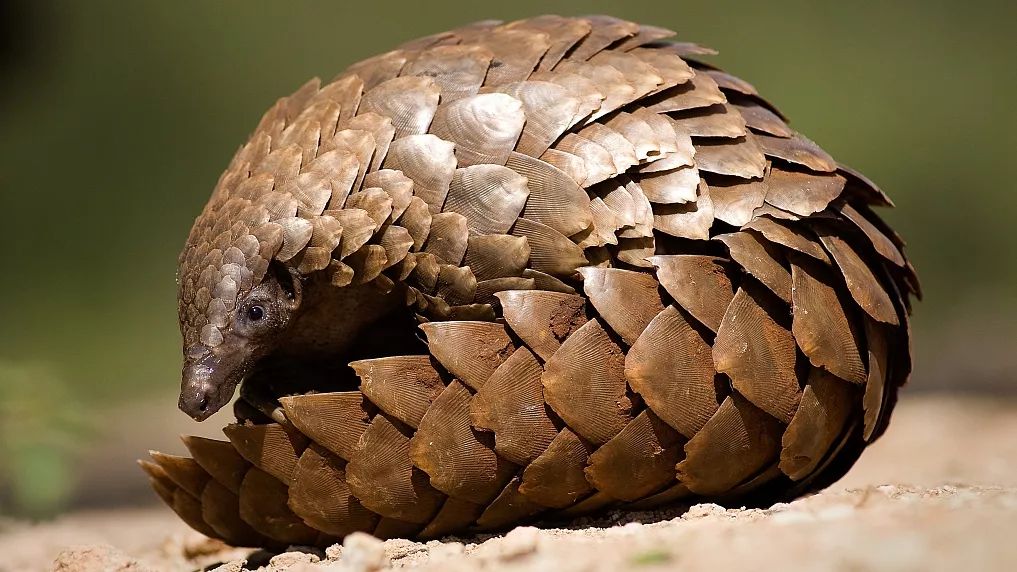 华南农业大学：穿山甲或为新冠病毒的潜在中间宿主