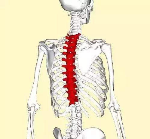 在家怎么练胸椎旋转 92f8-ipfprtn7624097.jpg