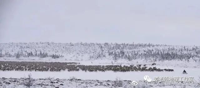 【考题预测】从驯鹿大迁徙看地理环境对动物的生存影响(附模拟考题)