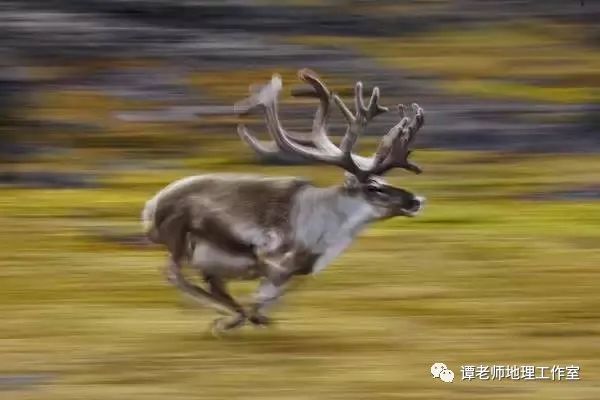 【考题预测】从驯鹿大迁徙看地理环境对动物的生存影响(附模拟考题)