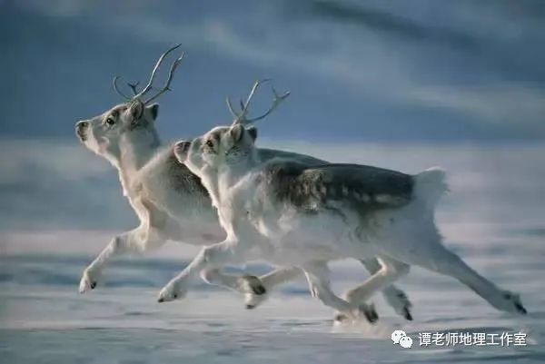 【考题预测】从驯鹿大迁徙看地理环境对动物的生存影响(附模拟考题)