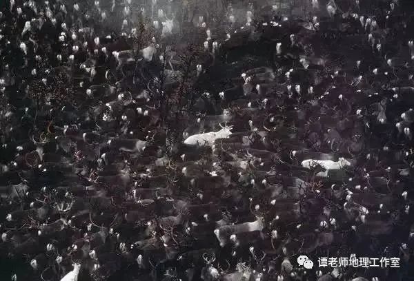 【考题预测】从驯鹿大迁徙看地理环境对动物的生存影响(附模拟考题)