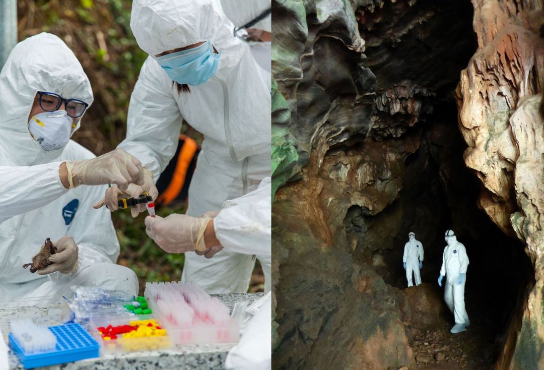 图|研究人员对捕获的蝙蝠进行病毒采样以及探索蝙蝠藏身的山洞(来源:生态健康联盟)