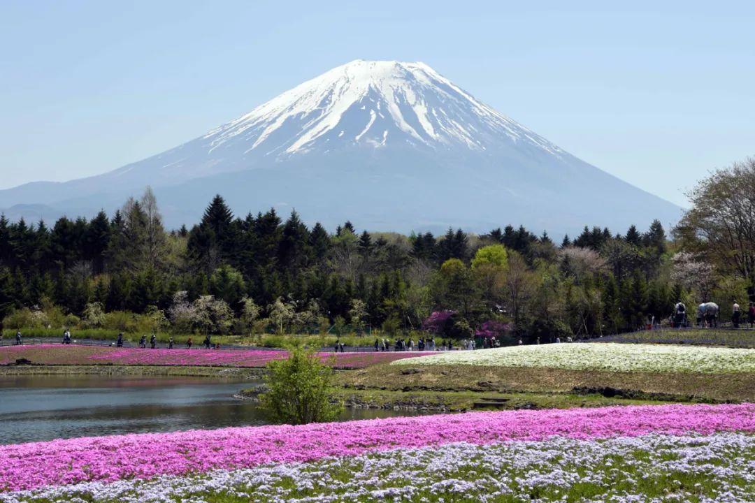  ��2018��4��29�գ����ձ�ɽ���ظ�ʿɽ���µĺӿں��ϣ�ʢ����֥ӣ�븻ʿɽ�����ӳ���»������ ��ƽ ��