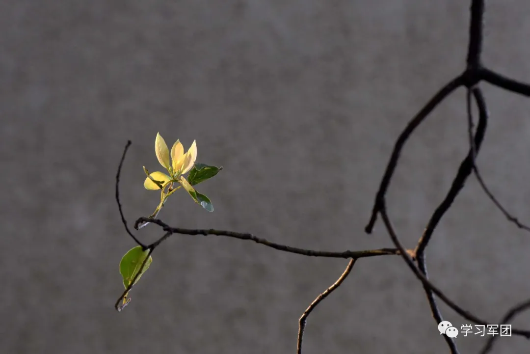 因为有你 我们在隔离病房“遇见”最美的春天…